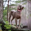 Collier de chien en cuir PU personnalisé Collier large pour animaux de compagnie rembourrés