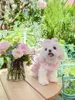 Vêtements pour chiens fleur en mousseline de mousseline robe robe robes kawaii sweet petit chien vêtements chat été mince coréen fashion fête des animaux de compagnie