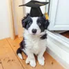 犬のアパレルペット卒業帽子パーティーサプライキャップタッセル猫の帽子のアクセサリーコスチュームキャップ
