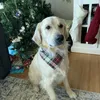 犬のアパレルカスタム格子縞のバンダナ赤と緑のスカーフの犬用犬のクリスマスボーイガールギフト愛好家
