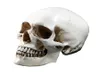 LifeSize 11 Modello di cranio umano replica resina in resina medica anatomica traccia di insegnamento medico scheletro Halloween decorazione statua y2019870994