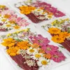 Dekorativa blommor torkade UV -hartsblommor Klistermärken Dry Beauty Decal för DIY Epoxy Filling Smyckedekoration Craft Accessor