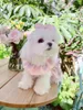 Vêtements pour chiens fleur en mousseline de mousseline robe robe robes kawaii sweet petit chien vêtements chat été mince coréen fashion fête des animaux de compagnie