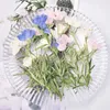 Kwiaty dekoracyjne 5-9 cm/12pcs natura w kolorze wciśnięte małe jaskółki gałęzie wytłaczane kwiat materiał DIY kroplówka gule po ramie telefon