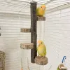 Oyuncaklar Papağan Kuş Stand Kafesi Eğitimi Levrek Taşınabilir Parrot Playstands Küçük Papağanlar İçin Küçük Platform Oyuncaklı