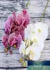 Simulering 3D Liten Butterfly Orchid 6 Headsbuntle Fake Flower Home Drapery Wall Wedding Decoration Diy Artificial Phalaenopsis4539364