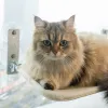 Casas Janela de gato dobrável Janela de gato sem fio com 4 xícaras fortes Camas de gato da janela para gatos internos dentro