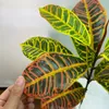 Dekorative Blumen 66/83 cm Künstliche Pflanzen Gefälschte Codiaeum -Äste Kunststoff Ficus Faux Blätter Tropische Pflanze für Wohnkultur
