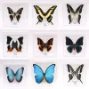 Miniatures Real papillons exquis Rare Butterfly Spécimens Transparent Boîte d'enseignement Affichage Decoration Home Collectibles Cadeaux d'art mural