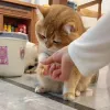 Maisons chat jouet mini-doigts créatifs à main ensemble drôle de paume de paume petit chaton de chaton de chaton de beauté gants en caresses