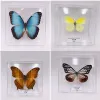 Miniatures Real papillons exquis Rare Butterfly Spécimens Transparent Boîte d'enseignement Affichage Decoration Home Collectibles Cadeaux d'art mural