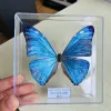 Miniatures Real papillons exquis Rare Butterfly Spécimens Transparent Boîte d'enseignement Affichage Decoration Home Collectibles Cadeaux d'art mural