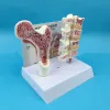 Miniaturen 2 Teile PVC Humanes anatomisches Modell Osteoporose Femur Beinknochen Wirbelsäulenabschnitt Probe erkrankte Lendenwirbelsäule