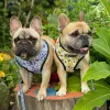 Harnesses Ademende Franse Bulldog Harness Gedrukte Reflective Dogs Harness Puppy Small Medium Dogs Cats Vest voor Pug Walking Training