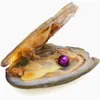 Andere Großhandel Vakuum verpacktes Süßwasserperlen Austern Farbe 18 lila insgesamt 28 Farben Drop -Lieferung Schmuck Lose Perlen Dholf
