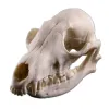 Sculptures Fox Skull Model Popular Science Teaching Resin Skull Animal Skull Decoration for Home Specimen Collectibles Study Special Gifts