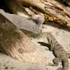 装飾爬虫類の隠れ穴洞窟骨シェルター動物カメのトカゲ樹脂箱入り場所爬虫類