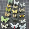 Sculptures Real Butterfly, Big Silkworm Moth Spécimen, Photographie, accessoires, décoration domestique, bricolage Collection d'exposition d'artisanat Sculpture