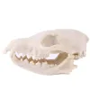 Sculptures Fox Skull Model Popular Science Teaching Resin Skull Animal Skull Decoration for Home Specimen Collectibles Study Special Gifts