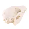 Sculptures Fox Skull Model Popular Science Teaching Resin Skull Animal Skull Decoration for Home Specimen Collectibles Study Special Gifts