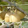Украшения 1000 ~ 2000ps садовые растения виноградные лозы Фиксированные зажимы завязанные пряжки