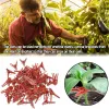 Film 50 stks Plant zowingclip Plastic tuinierengereedschap voor komkommer aubergine watermeloen rond mond platte mond antifall klem