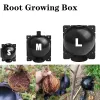 Coperchi 10pcs Root Root Growing Box Resusabile Strumenti di innesto a sfera per il dispositivo di riproduzione asessuato Dispositivo ad alta pressione Basella