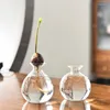 Vasi Avocado Tree Growing Kit Starter Seed Plan vetro Piatti con adesivi per interni Grow Gardening Regali