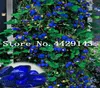 500 Stcs Blue Climbing Strawberry Plant Tree Plantvery köstliche Obstpflanze für Hausgarten Bonsai Pflanze Süß und köstlich6102442