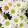 Dekoracyjne kwiaty wieńce jesienne sztuczne kwiaty stokrotkowe jedwabny bukiet na wazon domowy ślub świąteczny