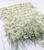 100pcspcspressed beyaz dantel çiçekler, DIY düğün davetiyesi için gerçek çiçek