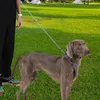Hondenkragen training leiden zwaar tractie tractie voor huisdier dubbele limiet ontwerp buitengereedschap kleine middelgrote en grote honden
