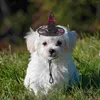 Dog Abbigliamento 2 pezzi copricapo per animali domestici Funny Hat Witch Halloween Decor Party