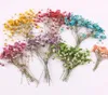 120pcs Gypsophile de fleurs séchées pressées paniculata pour les bijoux en résine époxy fabriquant un cadre de téléphone à carte postale Craft DIY305055227694718310