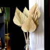 1st Palm Fan Leaf Dried Flower Mini Palm Leaves in Oly