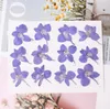 Fiori decorativi 60 pezzi pressati consolida ajacis petalo fiore pianta erbarium per nail art compone gioielli segnalibri per segnalibri