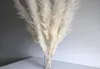 Super Pampas Grass White 7 Head Cotton Cheap Home Decoration Dried Flower Rabbits Tail Grass6212939