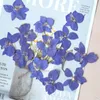 Fleurs décoratives nature pressée lardpur fleur tête escorte diy art po