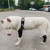 Appareils à chien Poussinets de genoux pour animaux de compagnie avec support arrière Prise avant pour la poignée ACL déchirée enveloppant