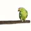 Diğer Kuş Malzemeleri 1 Parça - Papaz Ağacı Şube Emme Kupası İstasyonu Kutup Log Yetiştirme Banyo Duvarı Eğitimi