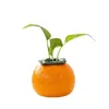 Créatif Orange Hydroponic Vase Succulent Flower Pot Bureau Décoration de bureau