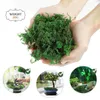 Decorative Flowers Artificial Green Plants Eternal Life Perlite For DIY Crafts Grass Garden Home Room Decor Mini Landscape Fake Indoor