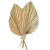 1st Palm Fan Leaf Dried Flower Mini Palm Leaves in Oly