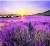 Custom Po Wallpaper 3D Stereo Beautiful romantic purple lavender field golden sun background wall Living Room Wallpaper 3D Pain6415834