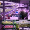 Rosną światła 10W-72W LED FL Spectrum 380-800 NM Lampa do hydroponicznych roślin hydroponicznych warzywa i kwiaty z podwójnym DHSVY