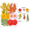 Fleurs décoratives 11-12pcs / pack Pressé Pressé Colore Natural Real Plant Matière pour les outils de bijoux en résine de signet de bricolage Supplies