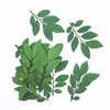 Fleurs décoratives 50pcs fleurs séchées pressées Ulmus pumila feuilles pour les bijoux en résine époxy fabriquant des ongles artisanat bricolage accessoires de signets