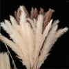 Decorative Flowers Natural Dried Flower Wedding Pampas Grass Decor Decoration Home Pampa 45cm Reed Tail For Party Decorat