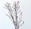 Fleurs décoratives 5 branches réelles Natrual conservé la lampine séchée de la lampe de table