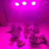 Grow Lights 10pcs 60 80 LED PLANT ÉTAPLE PHYTO PHYTO LAMPS FATOLLMP INDOOR GRENHBOX TENTE DE CLUPPORT ÉCLAIR